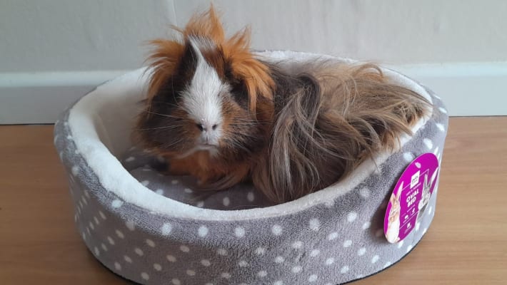 Pets at home 2025 guinea pig bed