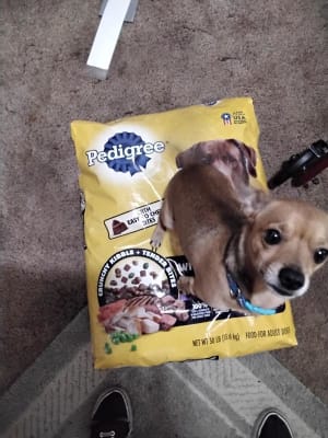 Murdoch s Pedigree Adult Complete Nutrition Roasted Chicken Rice and Vegetable Flavor Dry Dog Food