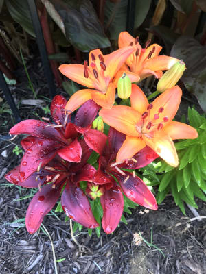 Asiatic Border Lilies Mixed | K. van Bourgondien