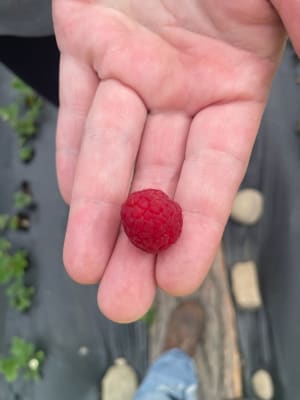 Sweet Repeat Red Raspberry  Gurney's Seed & Nursery Co.