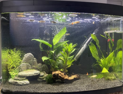 Love fish panorama tank 64 sales litre