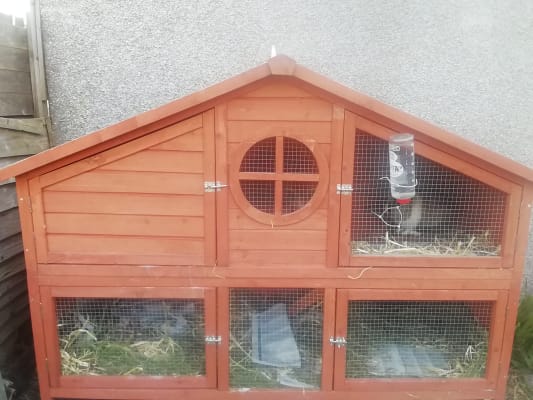 Foxglove guinea pig best sale hutch