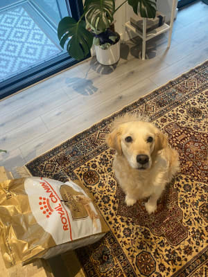 Royal Canin Golden Retriever Dry Adult Dog Food 12kg Pets At Home