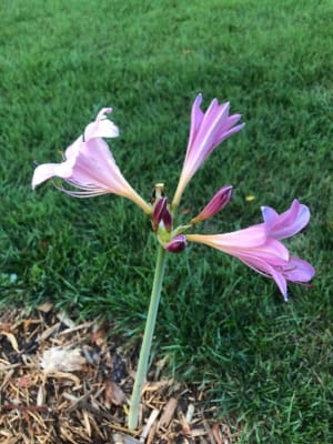 Lilies: Lycoris sprengeri (Electric Blue Spider Lily)