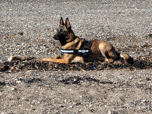 German shepherd discount julius k9