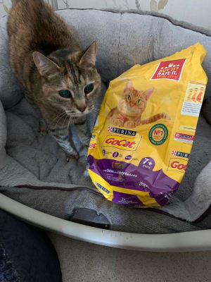 Go Cat Dry Senior Cat Food Chicken Veg 2kg Pets At Home