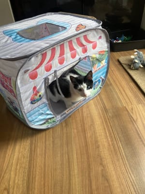 Kong top cat house