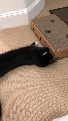 Willow s Silver Vine Scratch Box Cat Toy Pets At Home