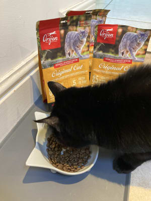 Orijen cat shop treats original