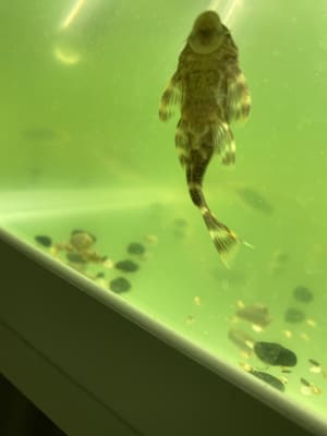 Fish tank algae on sale cleaner