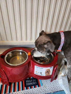 Savic Ergo Raised Dog Feeder Pets At Home