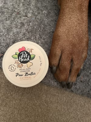 Pet 2025 head oatmeal