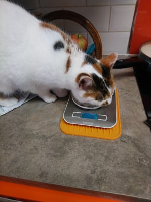 Hills id top cat food reviews