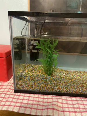 Pets At Home Kids Aquarium With Filter 19 Litre Pets At Home