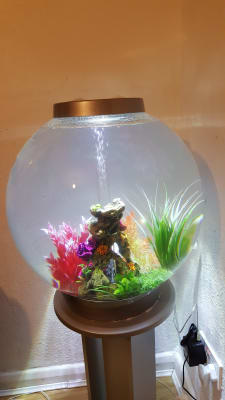 Biorb fish deals tank 60 litre