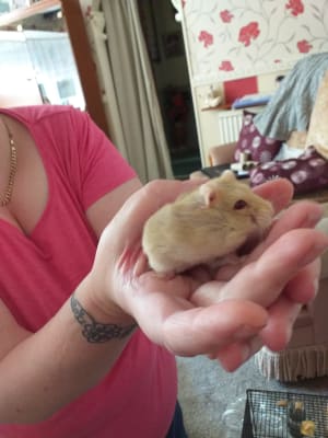 Hamster mite deals treatment