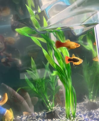 Paw patrol fish tank on sale