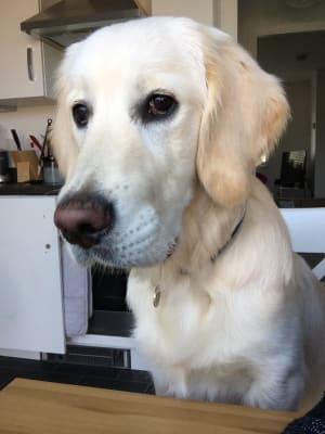 Royal Canin Golden Retriever Dry Puppy Food 12kg Pets At Home