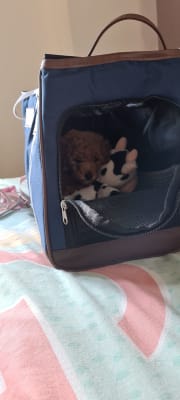 Pets at home carry case hotsell