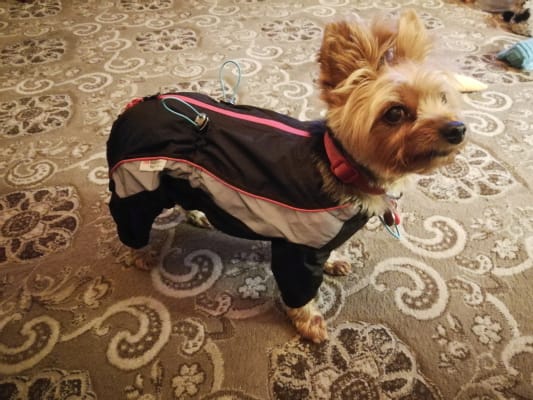 3 peaks hotsell dog coats uk