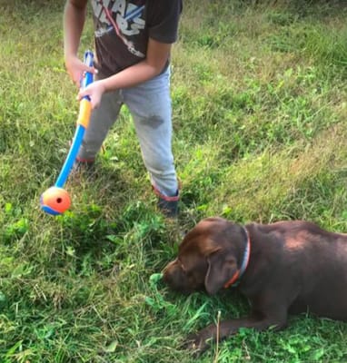 ChuckIt Fetch and Fold Ball Launcher 25m for Dogs Pets At Home