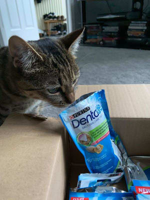 Dentalife cat deals treats