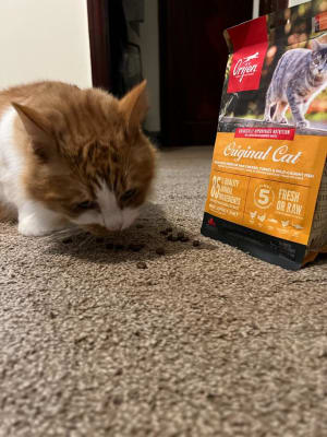 Orijen cat food new arrivals pets at home