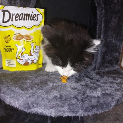 Dreamies cat outlet toy