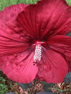 Hibiscus x Summerific® Valentine's Crush Hardy Hibiscus from