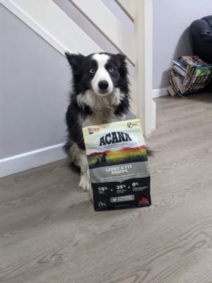 Pets at deals home acana