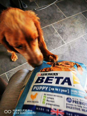 Beta puppy dog food top