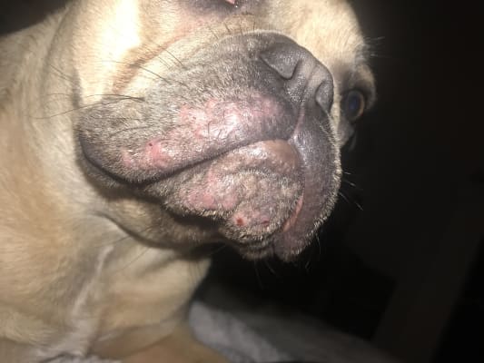 Ava dog hotsell food french bulldog