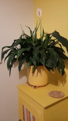 Star wars plant pot hotsell homebase
