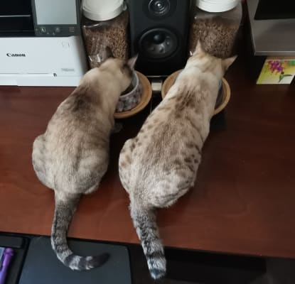 Katz N Flocken