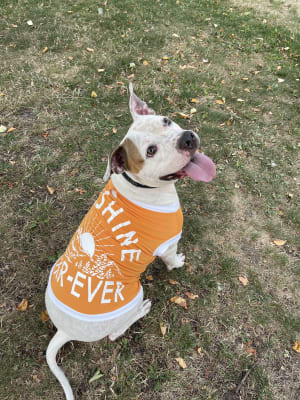 Old navy dog cheap shirt