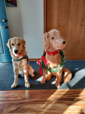 Golden retriever light up christmas decoration big lots