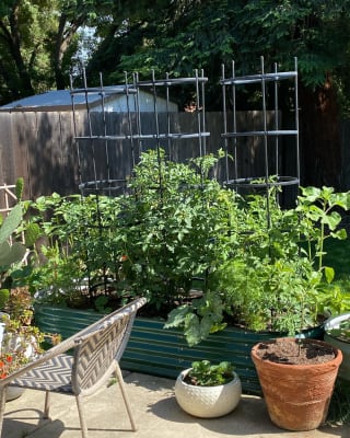 Titan Tomato Self-Watering Grow Bag & Trellis, Gardeners.com