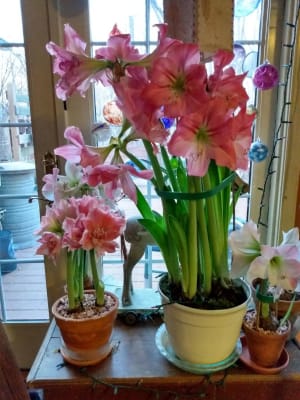 Candy Floss Amaryllis Single in Spring Bicycle Pot Amaryllis Hippeastrum  Blooms Species Growing Bonsai Bulbs Roots Rhizomes Corms Tubers Potted  Planting Reblooming Fragrant Garden Flower Seeds Plant