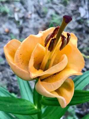 Apricot Fudge Lily - Flowers And Bulbs