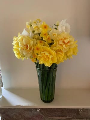 Double Daffodil Tahiti  K. van Bourgondien Wholesale Bulbs