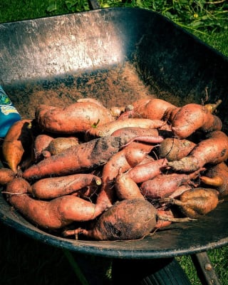 Organic Beauregard Sweet Potatoes - 10 lbs