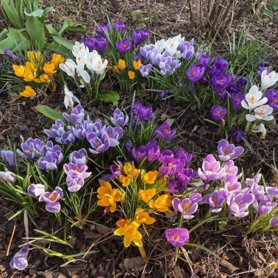 会員様限定 お買い得商品 Giant Crocus Bourgondien van K. | Mix パンツ
