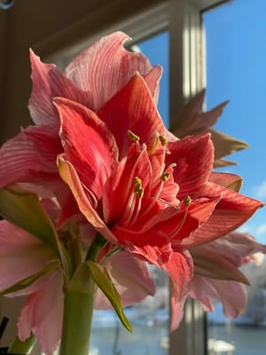 Double Amaryllis Sweet Nymph | K. van Bourgondien