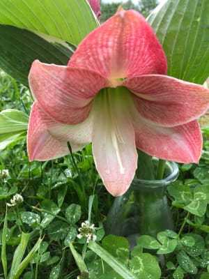 VAN ZYVERDEN Amaryllis Kit Amore with Flower Burst Metal