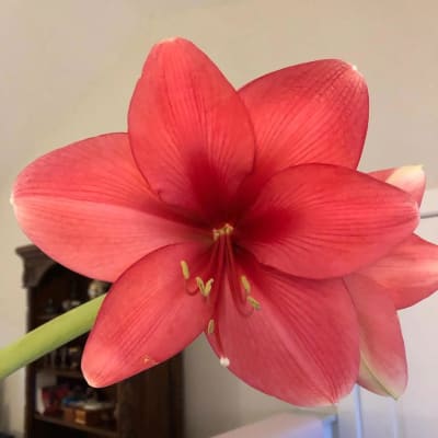 Candy Floss Amaryllis Single in Spring Bicycle Pot Amaryllis Hippeastrum  Blooms Species Growing Bonsai Bulbs Roots Rhizomes Corms Tubers Potted  Planting Reblooming Fragrant Garden Flower Seeds Plant