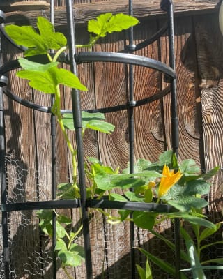 Titan Tomato Self-Watering Grow Bag & Trellis, Gardeners.com