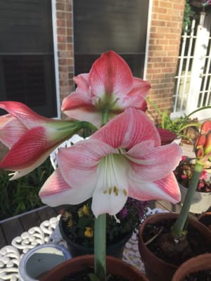 Amaryllis Apple Blossom | K. van Bourgondien