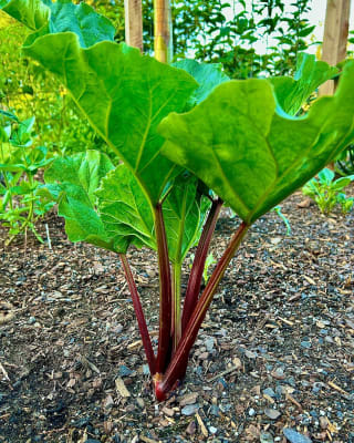Rhubarb – Easy to Grow Super Food - Florissa