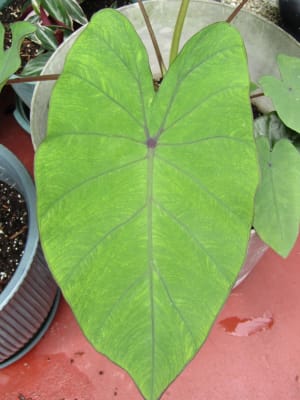 14+ Elephant Ear Plant White