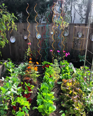 Tomato Stakes Rainbow Spiral Plant Supports Gardeners Com